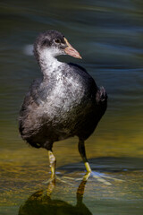 Bläßhuhn (Fulica atra) Jungvogel