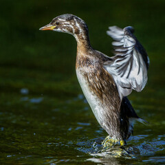 Zwergtaucher (Tachybaptus ruficollis) Jungvogel