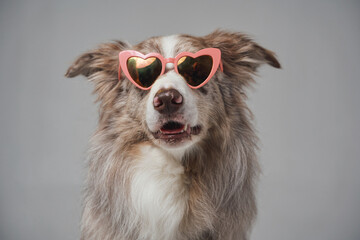 Portrait of stylish scotland shepherd with pink sunglasses