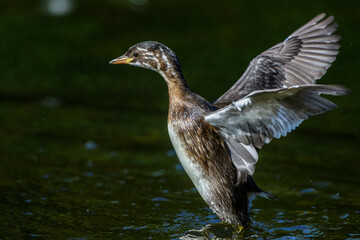 Zwergtaucher (Tachybaptus ruficollis) Jungvogel