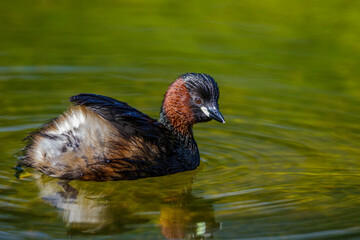 Zwergtaucher (Tachybaptus ruficollis)