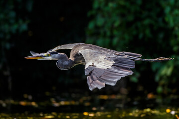 Graureiher (Ardea cinerea)