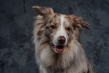 Fluffy border collie with beige fur against dark background