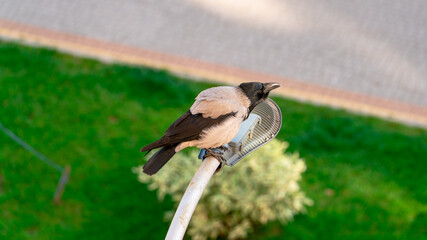 Hooded crow sits on a lamppost above the green lawn and looks at the city street