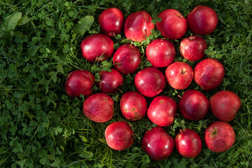 Red apples in the garden