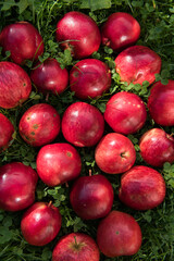 Red apples in the garden