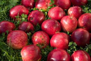 Red apples in the garden