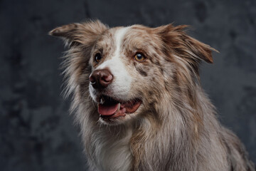 Furry pedigreed border collie dog against dark background