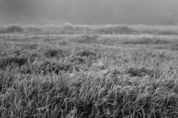 łąka we mgle - obrazy, fototapety, plakaty