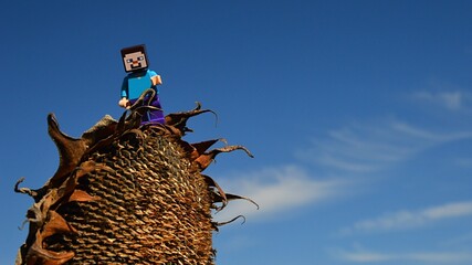 Obraz premium LEGO Minecraft figure of Steve walking on top of dried mature sunflower, latin name Helianthus Annuus, on autumn agricultural field. Blue skies with some clouds in background.