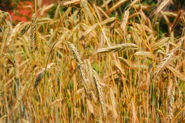 Beautiful field of golden wheat. Ripe ears of wheat.