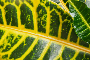 Fresh green-yellow croton leaf of a plant close-up © Natasha