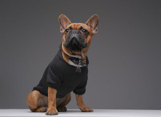 Isolated on gray french bulldog dressed in black sweater