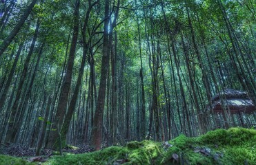 Fototapeta premium trees in the rainforest