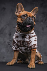 Fashion brown bulldog dressed in sweater against dark background