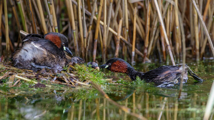 Zwergtaucher (Tachybaptus ruficollis) füttert Junges