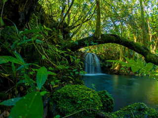 Long exposure view of a small waterfall hidden in a jungle located in Mauritius