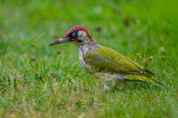 Grünspecht (Picus viridis) Männchen
