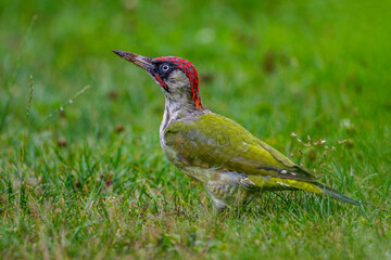 Grünspecht (Picus viridis) Männchen