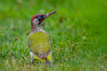 Grünspecht (Picus viridis) Männchen