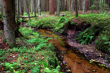 Fototapeta premium stream in the forest