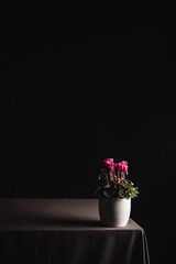Potted Cyclamen on a table with black background