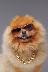 Tiny spitz dog with golden chain and cool sunglasses