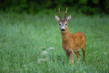 Naklejka na ściany i meble Roe deer buck staying in the dewy grass.