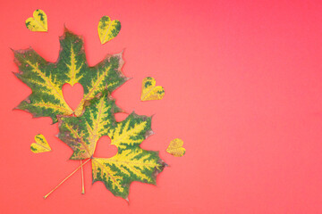 Pigmented maple leaves with cut out hearts on rose background