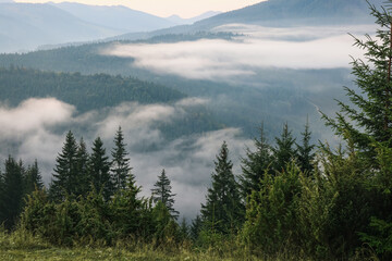 Amazing view of beautiful mountain landscape covered with fog