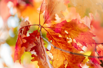 Autumn blurry leaves for background. Perfect nature landscape with yellow and red leaves on the tree. In the sun. Natural autumn background. Close up