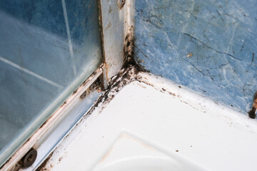 Mold fungus and rust growing in tile joints in damp poorly ventilated bathroom with high humidity,...
