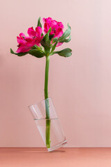 Magenta flower in a glass vase balancing against pink background