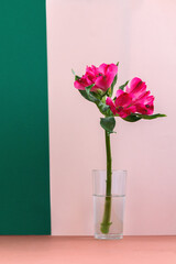 Magenta flower against pink background