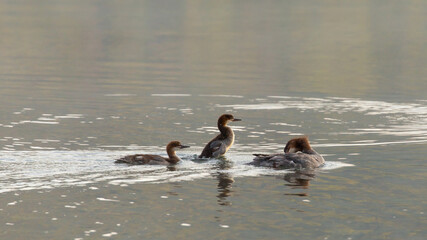 A female Red Breasted Merganser with a couple of her chicks swims on the surface of a lake with a few small ripples around them. 