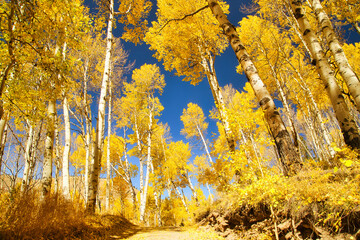 Last Dollar Road Surrounded by Beautiful Yellow Aspen Trees in the Fall with Clear Blue Skies, Colorado