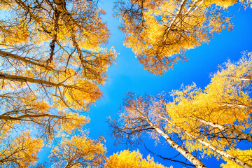 Autumn Canopy of Brilliant Yellow Aspen Tree Leafs in Fall with Clear Blue Skies, Colorado
