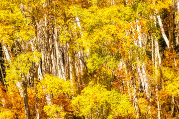 Beautiful Yellow Aspen Trees in the Fall, Colorado