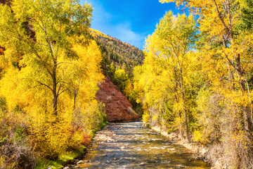 Fototapeta na wymiar River Surrounded by Beautiful Yellow Aspen Trees in the Fall with Clear Blue Skies, Colorado, USA