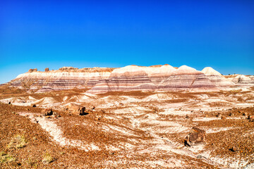 Plant Fossils in Badlands of Petrified Forest National Park, Arizona