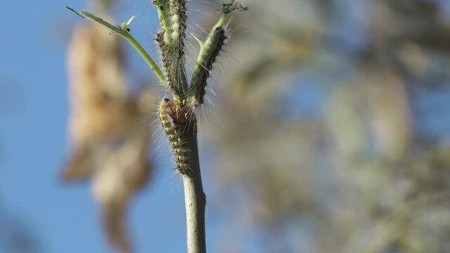 Caterpillars are a processional moth eating leaves on the branches of a tree.