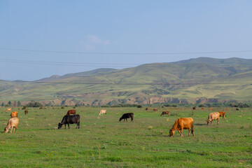 adult cows of different grazing in the pasture