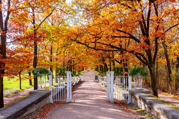 Oak alley in Catherine park in autumn, Tsarskoe Selo (Pushkin), Saint Petersburg, Russia