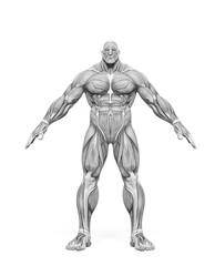 bodybuilder muscle maps in white background