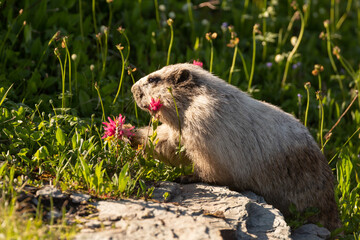 A Hoary Marmot reaches out for a pink Indian Paintbrush flower to snack on in a grassy alpine meadow with summer sunshine back lighting it's fur.  