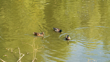 Three ducks swim in a lake in a city park on an autumn sunny day