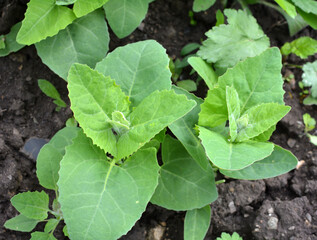 Orach (Atriplex hortensis) grows in the garden