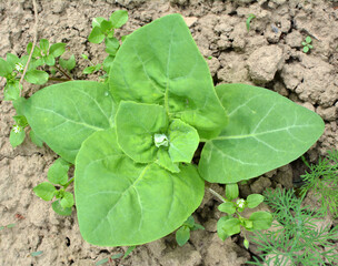 Orach (Atriplex hortensis) grows in the garden