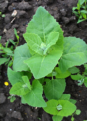 Orach (Atriplex hortensis) grows in the garden