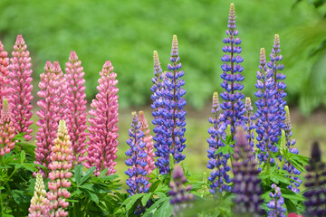 Lupine blooms in the spring garden